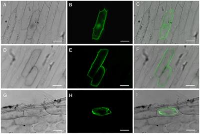 Overexpression of vacuolar H+-pyrophosphatase from a recretohalophyte Reaumuria trigyna enhances vegetative growth and salt tolerance in transgenic Arabidopsis thaliana